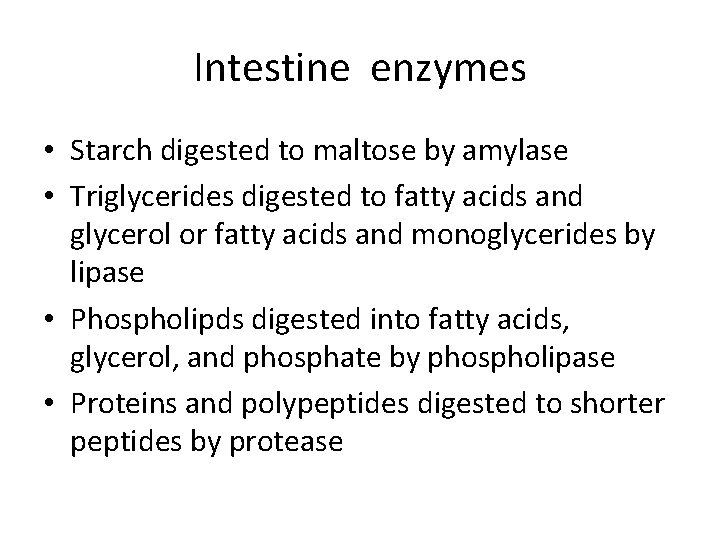 Intestine enzymes • Starch digested to maltose by amylase • Triglycerides digested to fatty