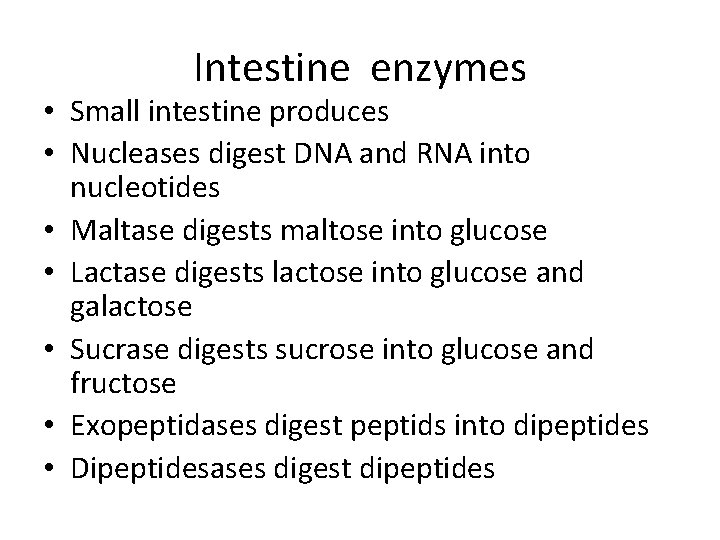 Intestine enzymes • Small intestine produces • Nucleases digest DNA and RNA into nucleotides