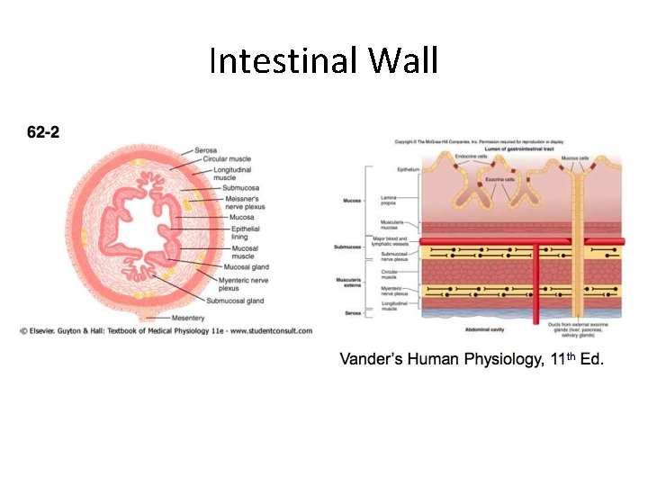 Intestinal Wall 