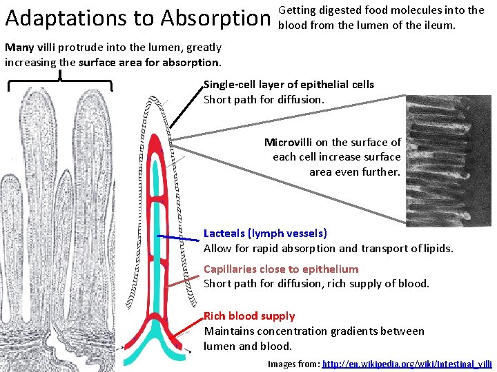 Adaptations to Absorption Getting digested food molecules into the blood from the lumen of