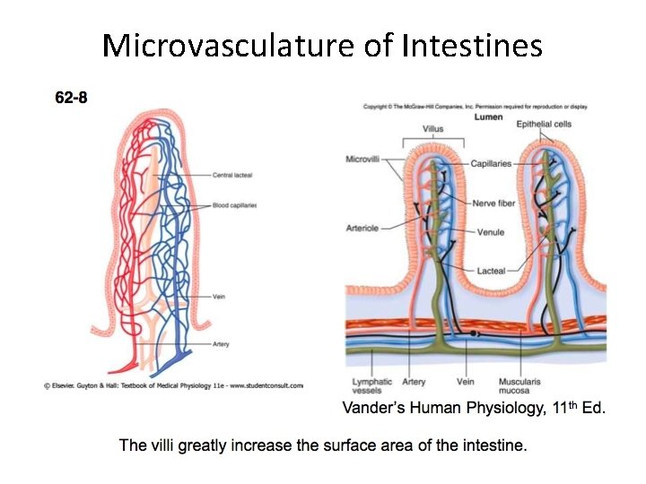 Microvasculature of Intestines 