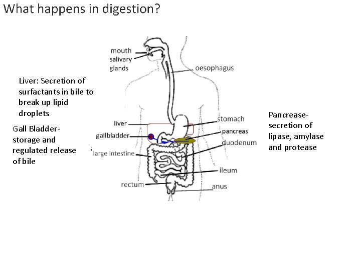 Liver: Secretion of surfactants in bile to break up lipid droplets Gall Bladderstorage and