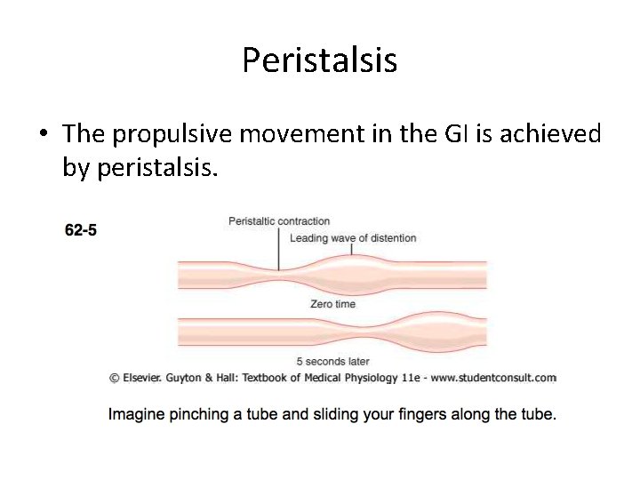 Peristalsis • The propulsive movement in the GI is achieved by peristalsis. 