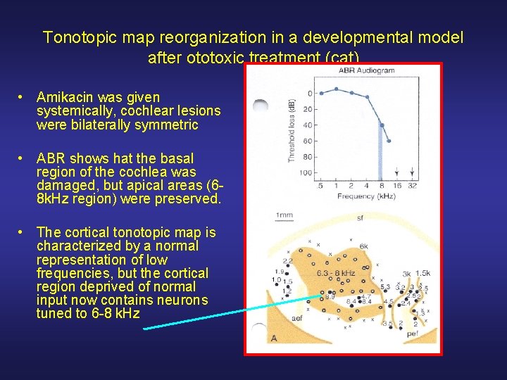 Tonotopic map reorganization in a developmental model after ototoxic treatment (cat) • Amikacin was