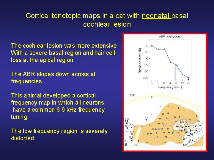 Cortical tonotopic maps in a cat with neonatal basal cochlear lesion The cochlear lesion