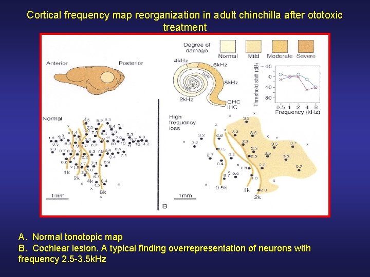 Cortical frequency map reorganization in adult chinchilla after ototoxic treatment A. Normal tonotopic map