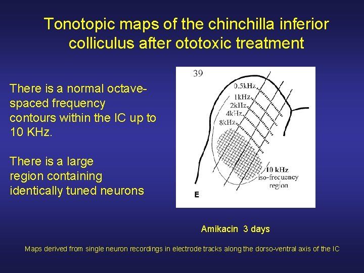 Tonotopic maps of the chinchilla inferior colliculus after ototoxic treatment There is a normal