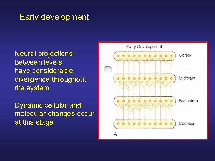 Early development Neural projections between levels have considerable divergence throughout the system Dynamic cellular