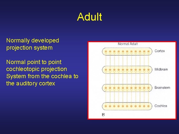 Adult Normally developed projection system Normal point to point cochleotopic projection System from the