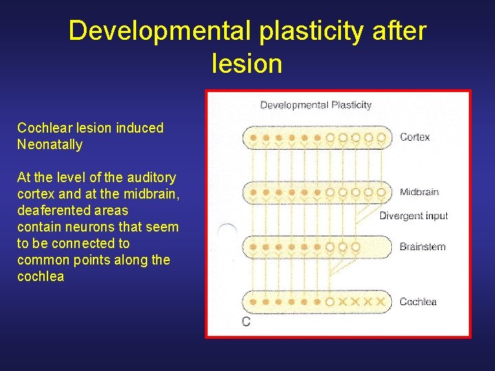 Developmental plasticity after lesion Cochlear lesion induced Neonatally At the level of the auditory