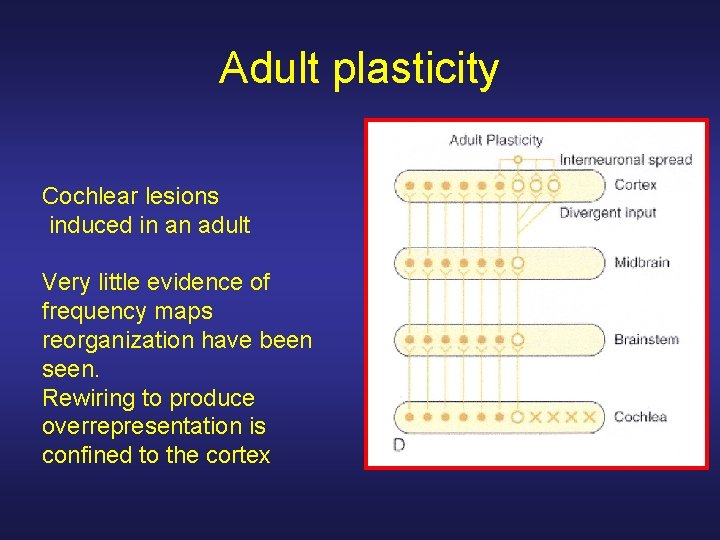 Adult plasticity Cochlear lesions induced in an adult Very little evidence of frequency maps