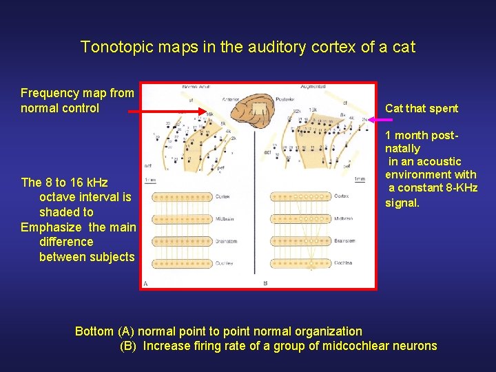 Tonotopic maps in the auditory cortex of a cat Frequency map from normal control