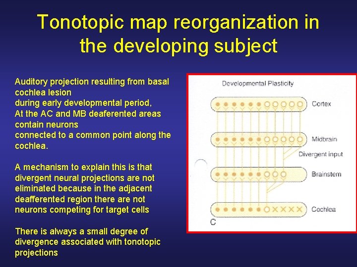 Tonotopic map reorganization in the developing subject Auditory projection resulting from basal cochlea lesion