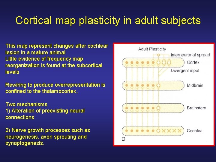 Cortical map plasticity in adult subjects This map represent changes after cochlear lesion in