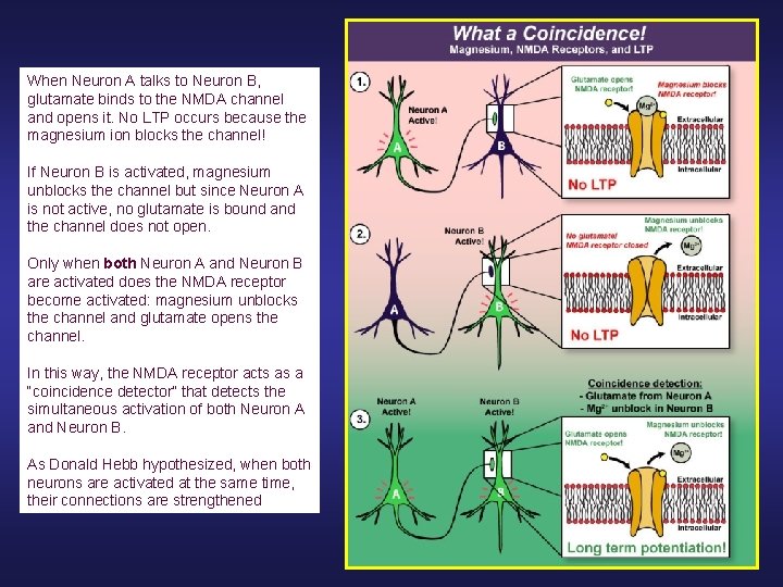 When Neuron A talks to Neuron B, glutamate binds to the NMDA channel and