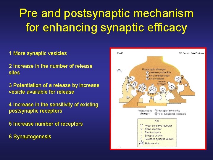 Pre and postsynaptic mechanism for enhancing synaptic efficacy 1 More synaptic vesicles 2 Increase