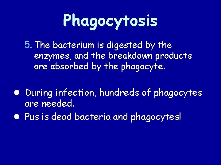 Phagocytosis 5. The bacterium is digested by the enzymes, and the breakdown products are