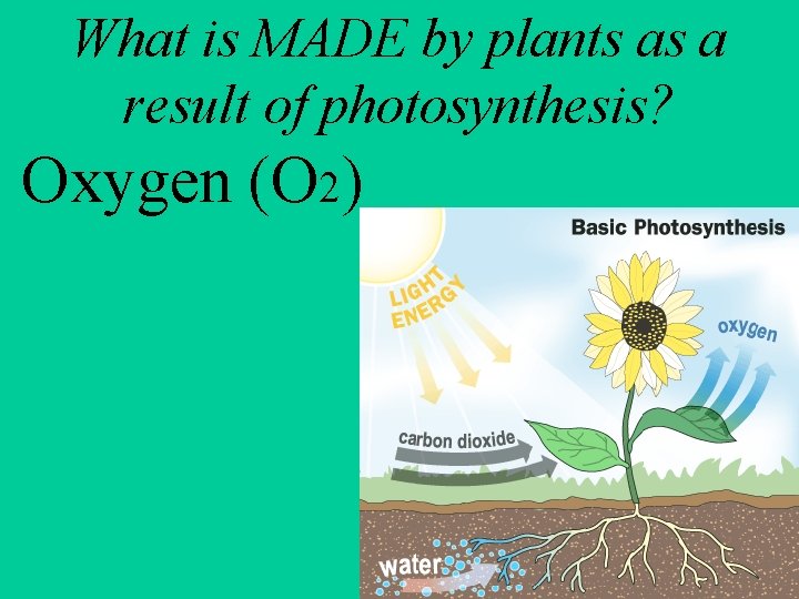 What is MADE by plants as a result of photosynthesis? Oxygen (O 2) 