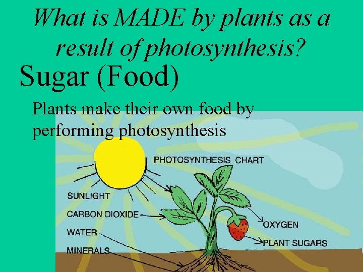 What is MADE by plants as a result of photosynthesis? Sugar (Food) Plants make