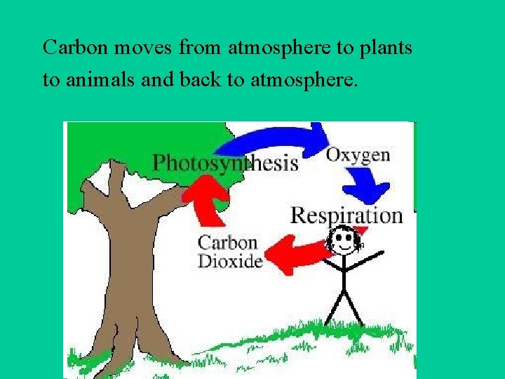 Objective Photosynthesis Essential Question How do plants go