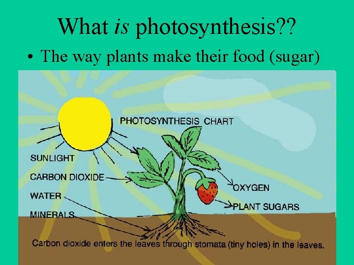 What is photosynthesis? ? • The way plants make their food (sugar) 