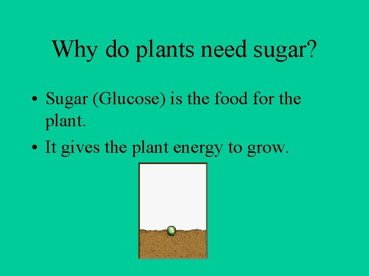 Why do plants need sugar? • Sugar (Glucose) is the food for the plant.