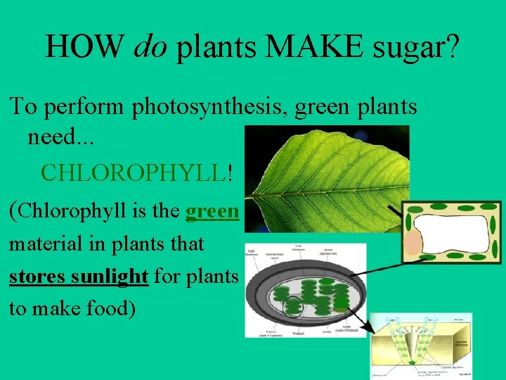 HOW do plants MAKE sugar? To perform photosynthesis, green plants need. . . CHLOROPHYLL!