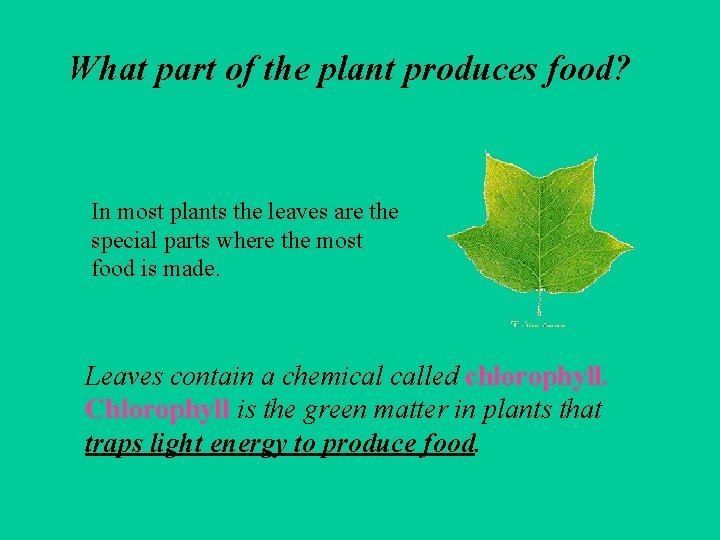 What part of the plant produces food? In most plants the leaves are the
