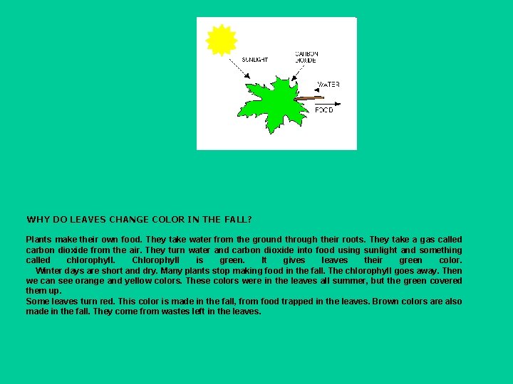 WHY DO LEAVES CHANGE COLOR IN THE FALL? Plants make their own food. They