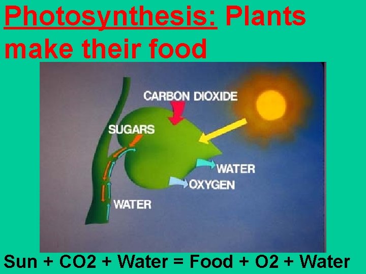 Photosynthesis: Plants make their food Sun + CO 2 + Water = Food +