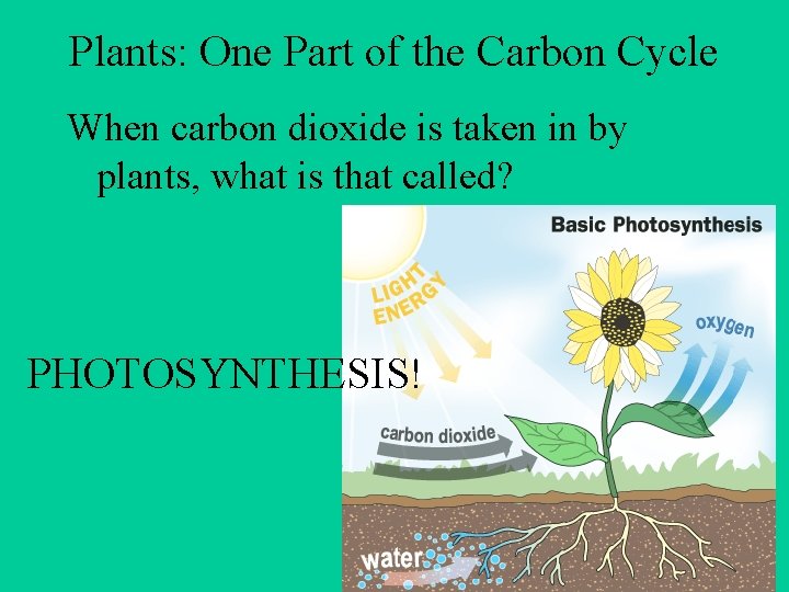 Objective Photosynthesis Essential Question How do plants go