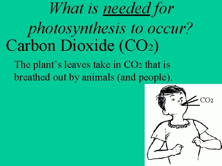 Objective Photosynthesis Essential Question How do plants go