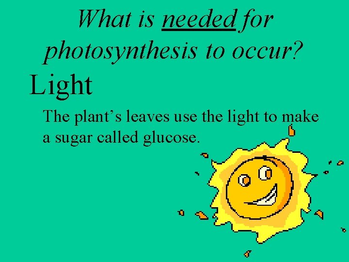 What is needed for photosynthesis to occur? Light The plant’s leaves use the light