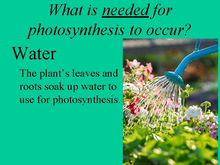 What is needed for photosynthesis to occur? Water The plant’s leaves and roots soak