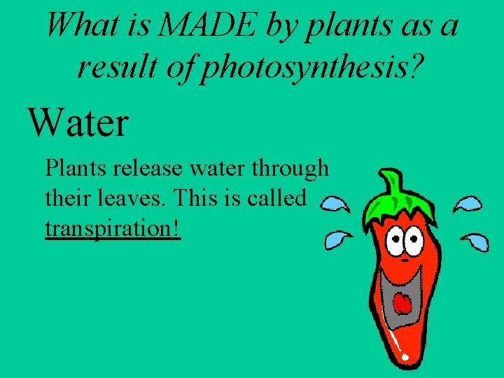 What is MADE by plants as a result of photosynthesis? Water Plants release water