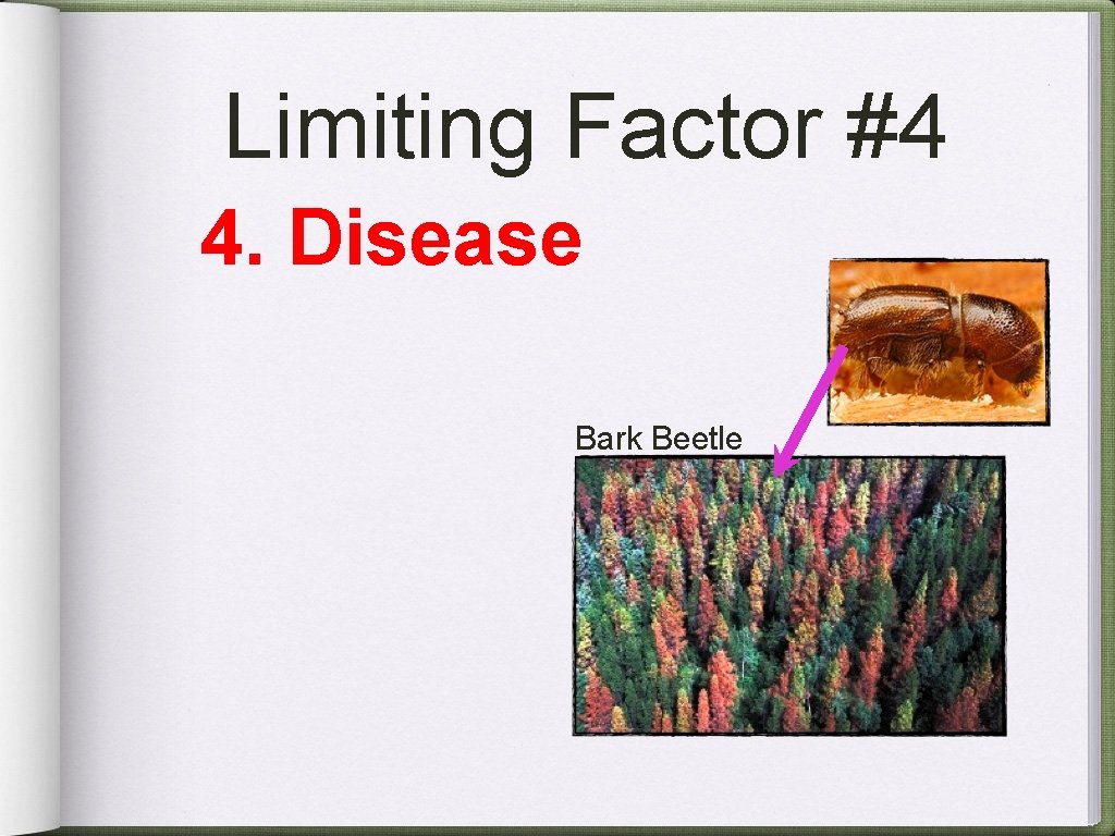 Limiting Factor #4 4. Disease Bark Beetle 