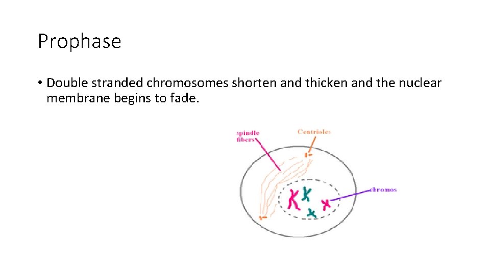Prophase • Double stranded chromosomes shorten and thicken and the nuclear membrane begins to