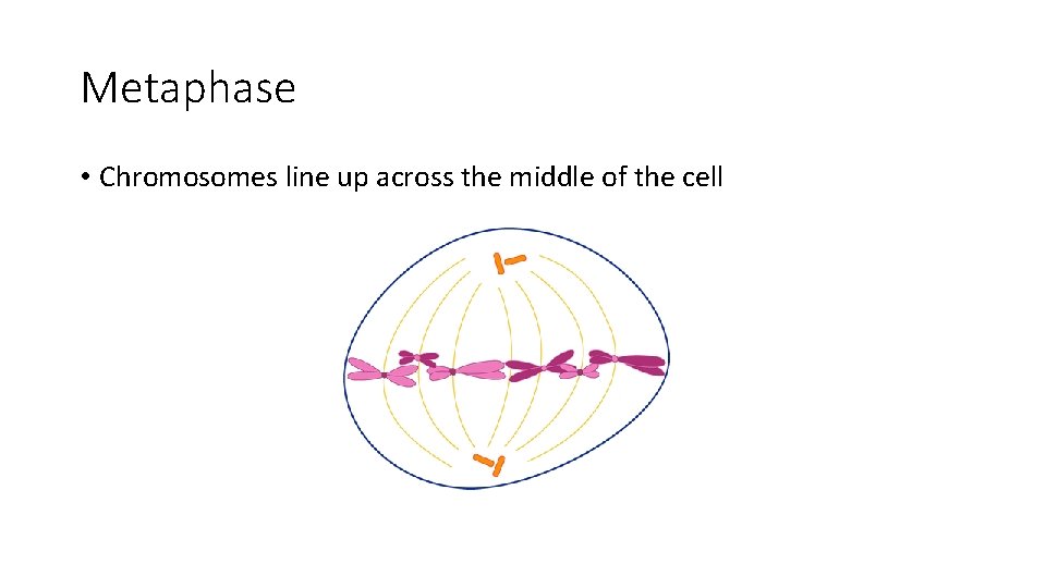 Metaphase • Chromosomes line up across the middle of the cell 