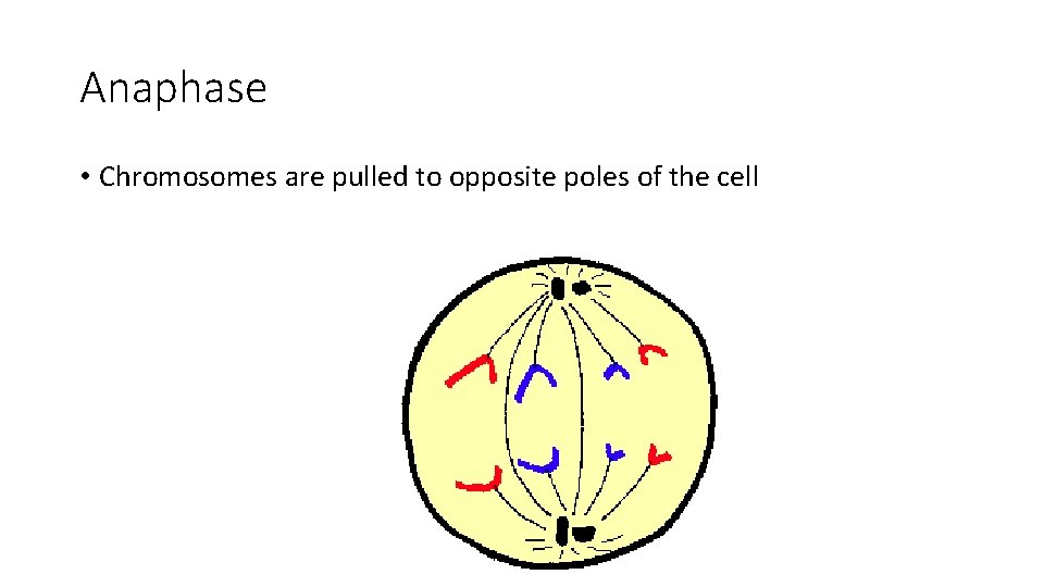 Anaphase • Chromosomes are pulled to opposite poles of the cell 