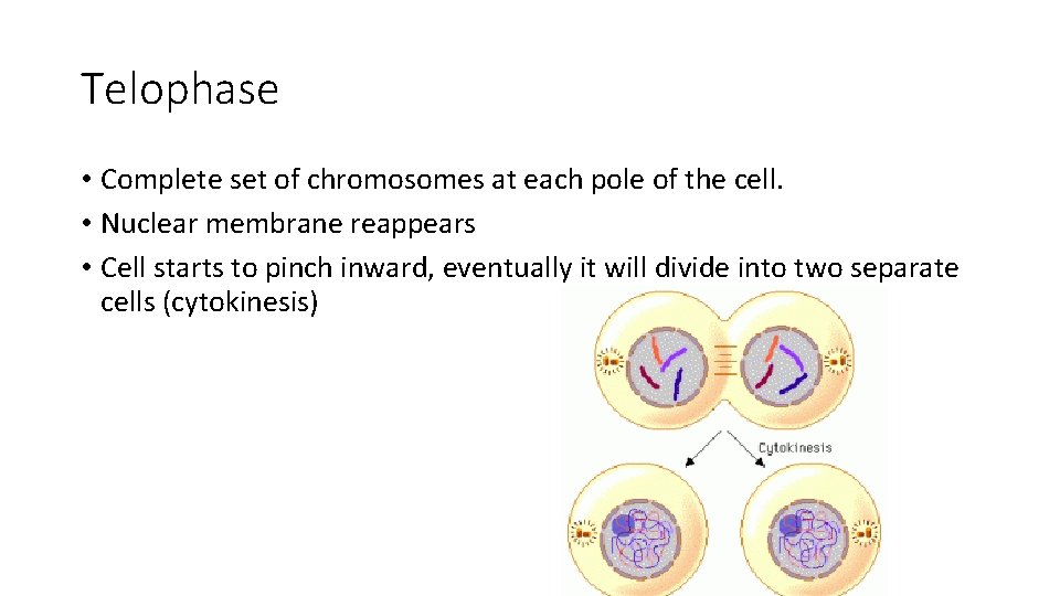 Telophase • Complete set of chromosomes at each pole of the cell. • Nuclear