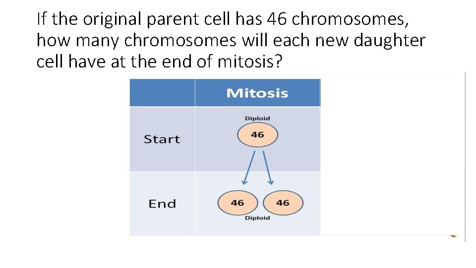 If the original parent cell has 46 chromosomes, how many chromosomes will each new