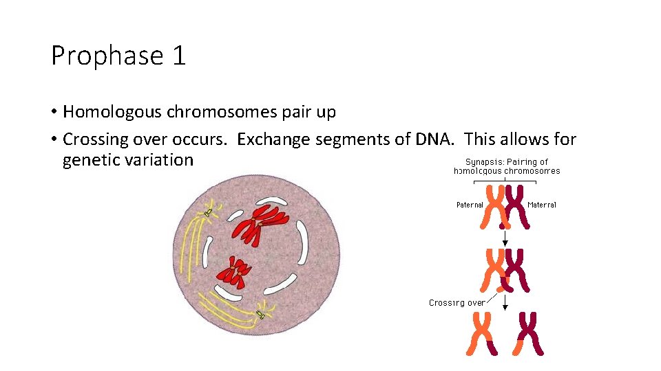 Prophase 1 • Homologous chromosomes pair up • Crossing over occurs. Exchange segments of