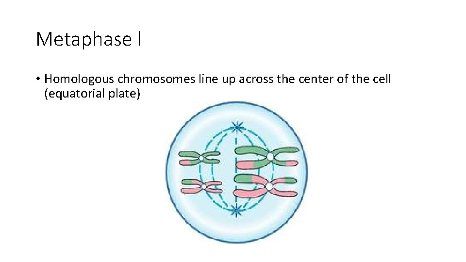 Metaphase l • Homologous chromosomes line up across the center of the cell (equatorial