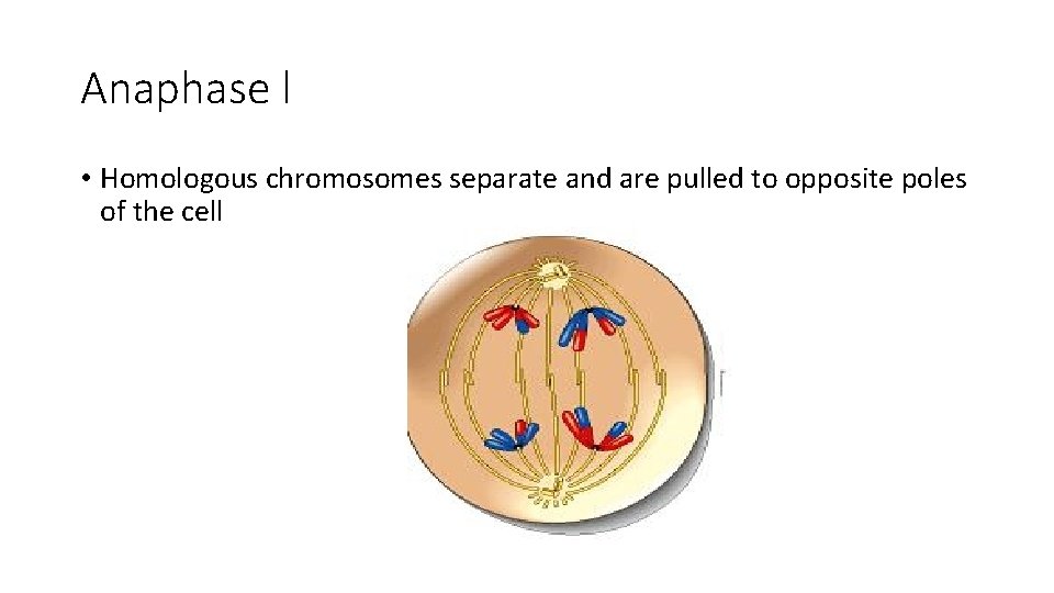 Anaphase l • Homologous chromosomes separate and are pulled to opposite poles of the