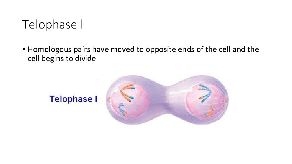 Telophase l • Homologous pairs have moved to opposite ends of the cell and
