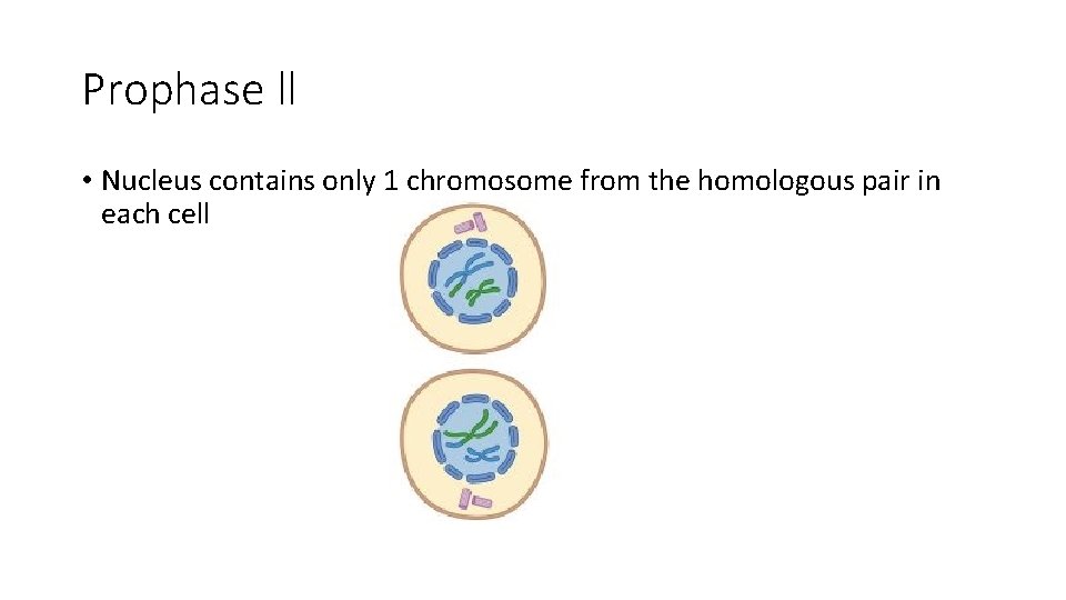 Prophase ll • Nucleus contains only 1 chromosome from the homologous pair in each