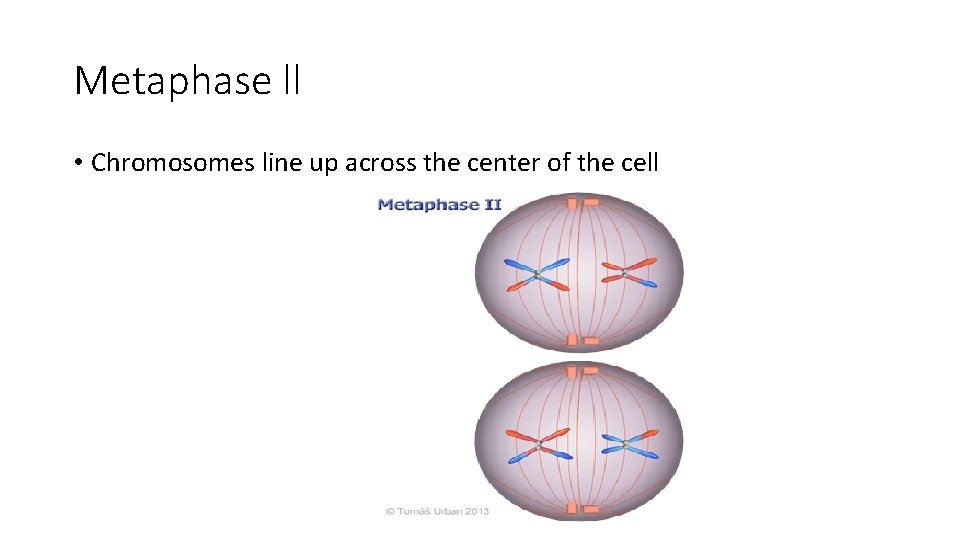 Metaphase ll • Chromosomes line up across the center of the cell 