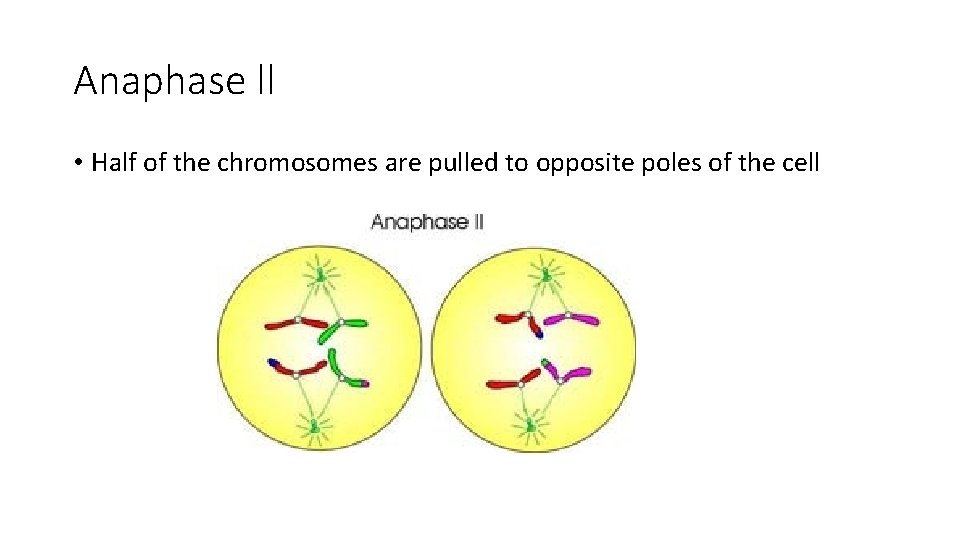 Anaphase ll • Half of the chromosomes are pulled to opposite poles of the