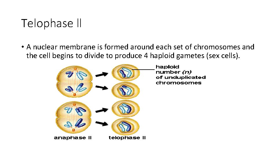 Telophase ll • A nuclear membrane is formed around each set of chromosomes and
