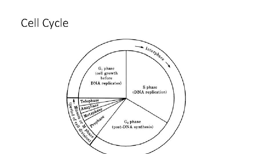 Cell Cycle 